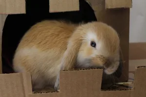 Rabbit — ranked #11