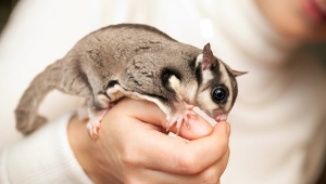 Sugar Glider — ranked #1