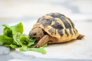 Turtle — ranked #3
