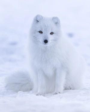 Arctic Fox — ranked #22