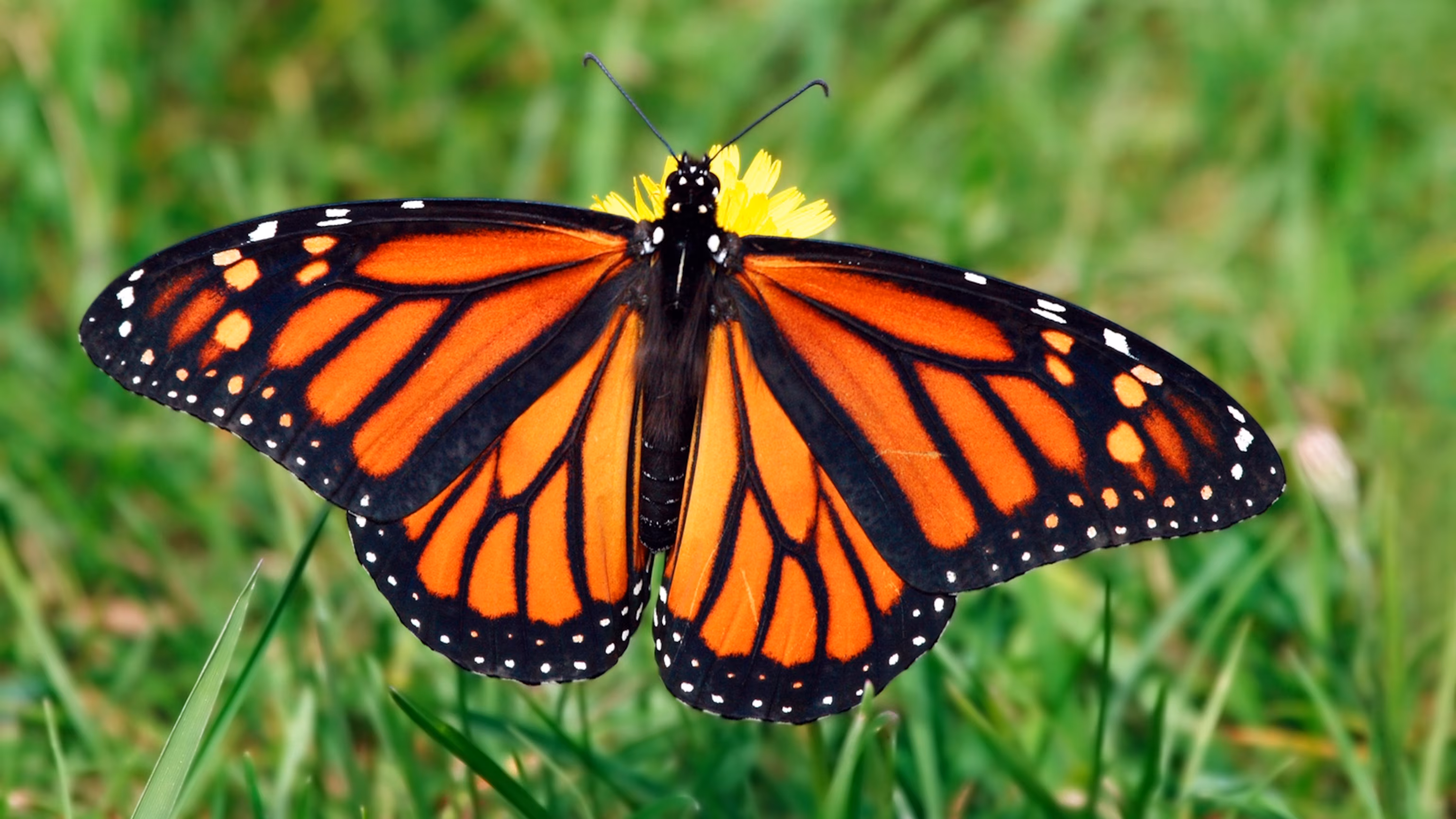 Butterfly - ranking option ranked #15