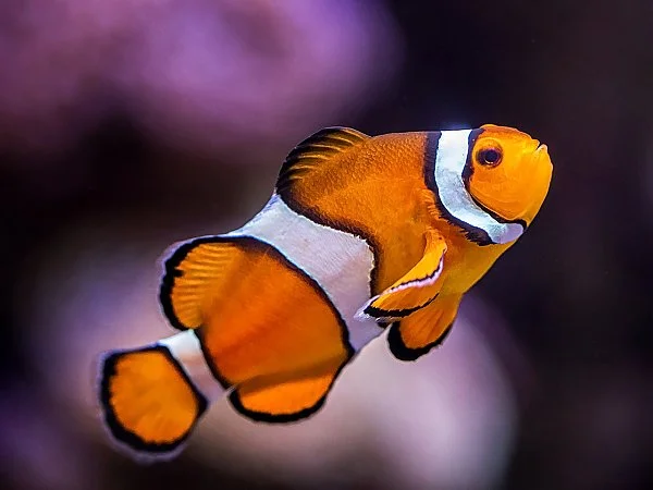 Clownfish - ranking option ranked #30
