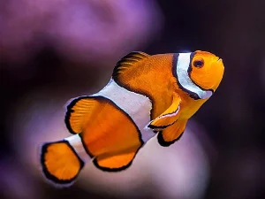 Clownfish — ranked #30