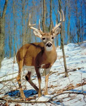 Deer — ranked #8