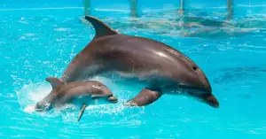 Dolphin — ranked #16