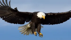 Eagle — ranked #11