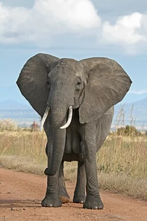 Elephant — ranked #27