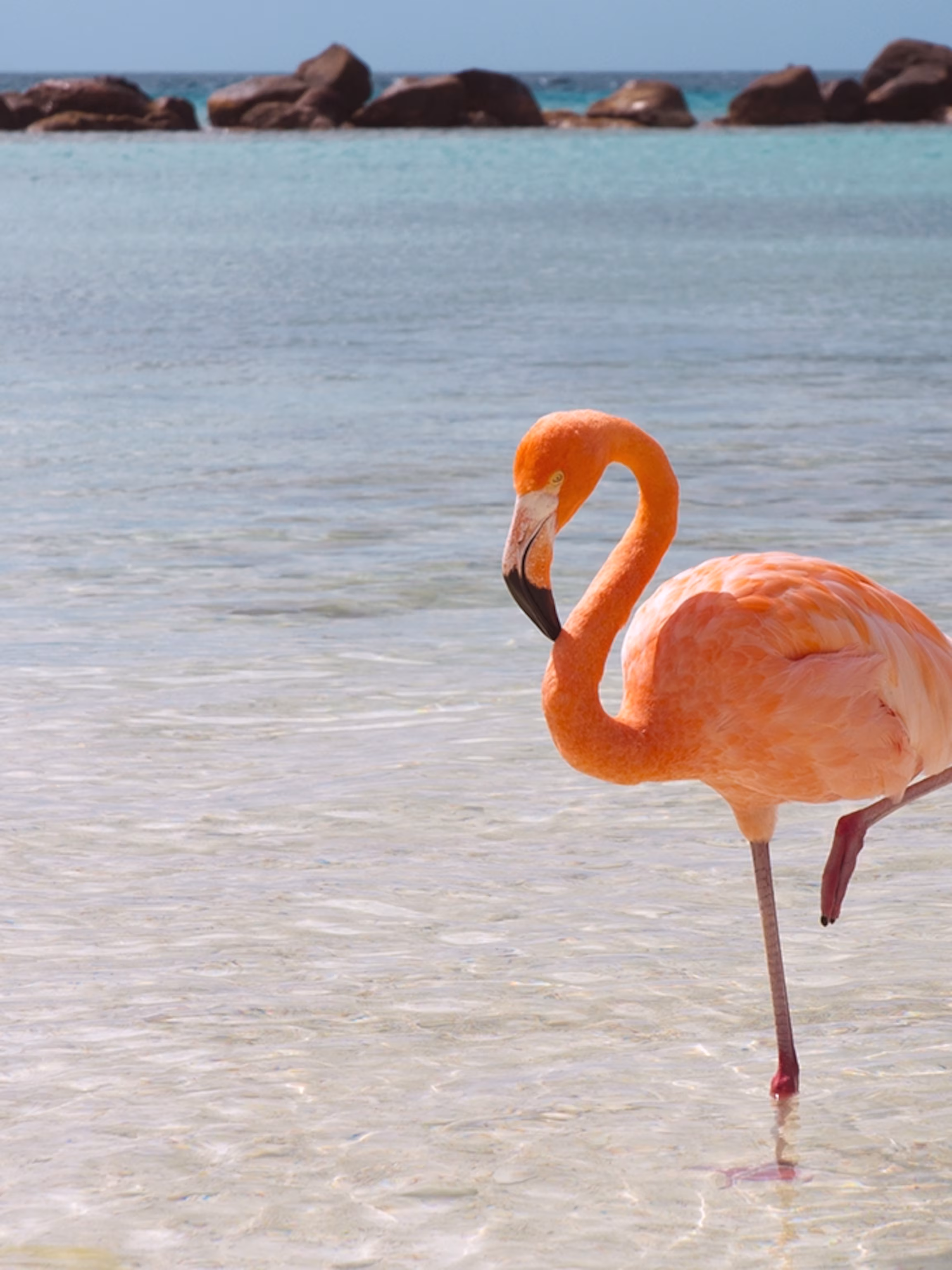 Flamingo - ranking option ranked #24