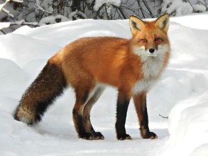 Fox — ranked #6