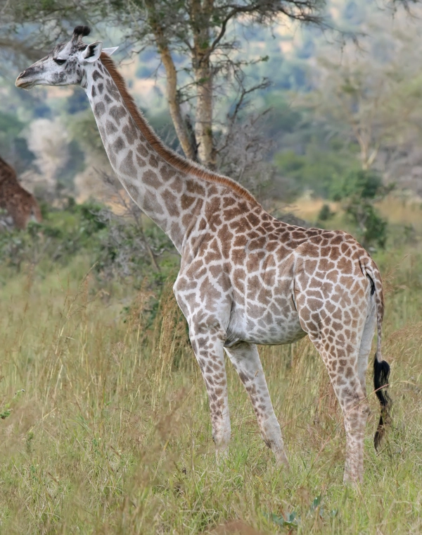 Giraffe - ranking option ranked #26