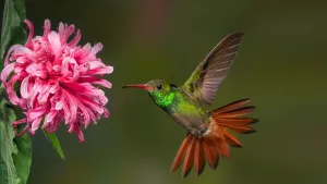 Hummingbird — ranked #14