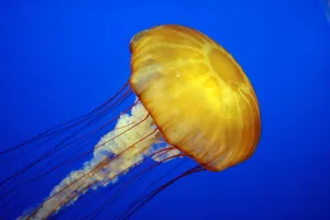 Jellyfish — ranked #29