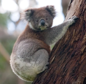 Koala — ranked #19