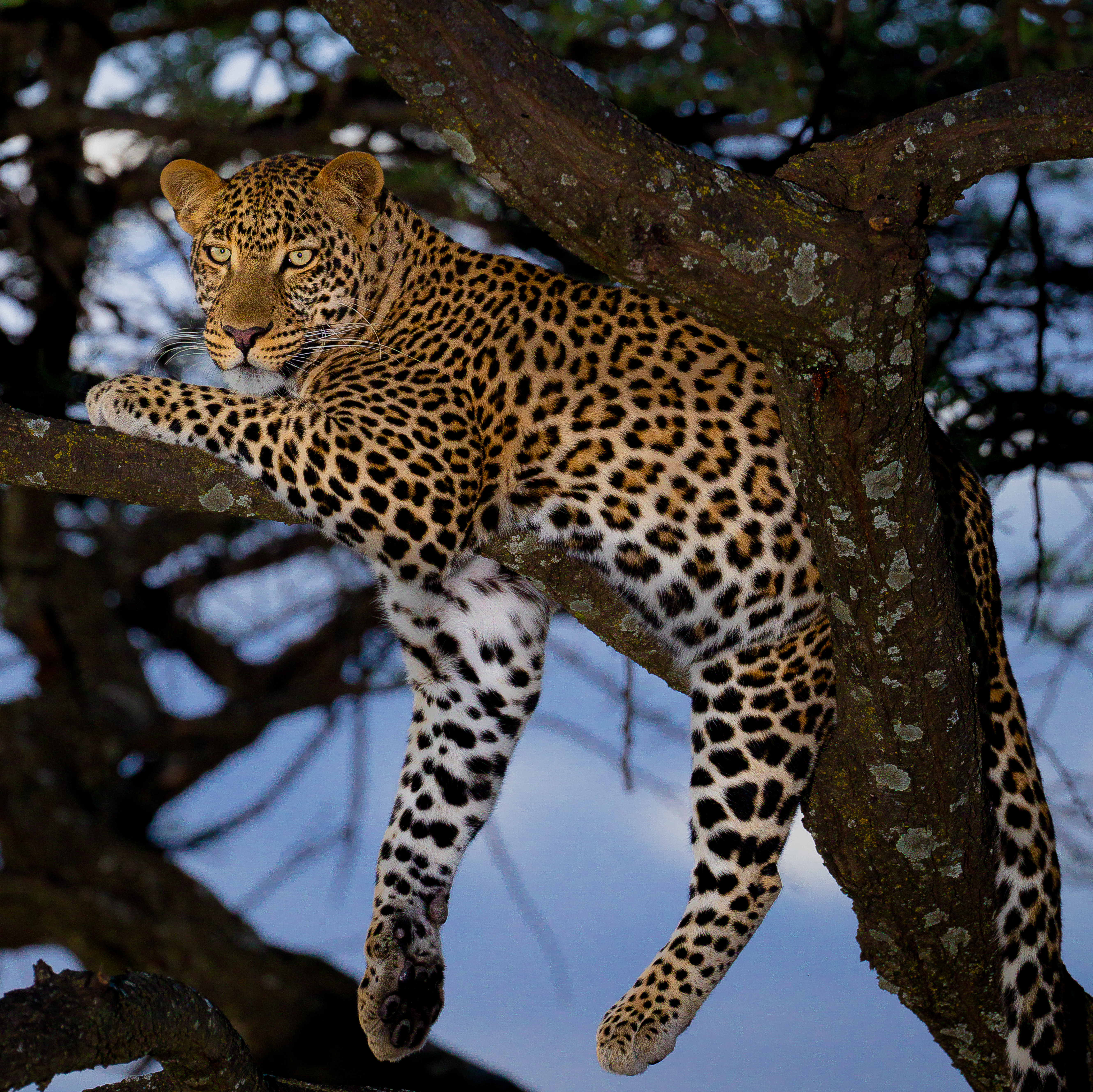 Leopard - ranking option ranked #3