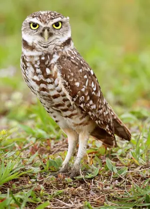 Owl — ranked #12