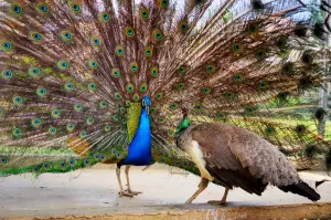 Peacock — ranked #9