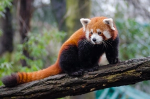 Red Panda — ranked #21