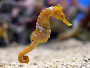 Seahorse — ranked #28