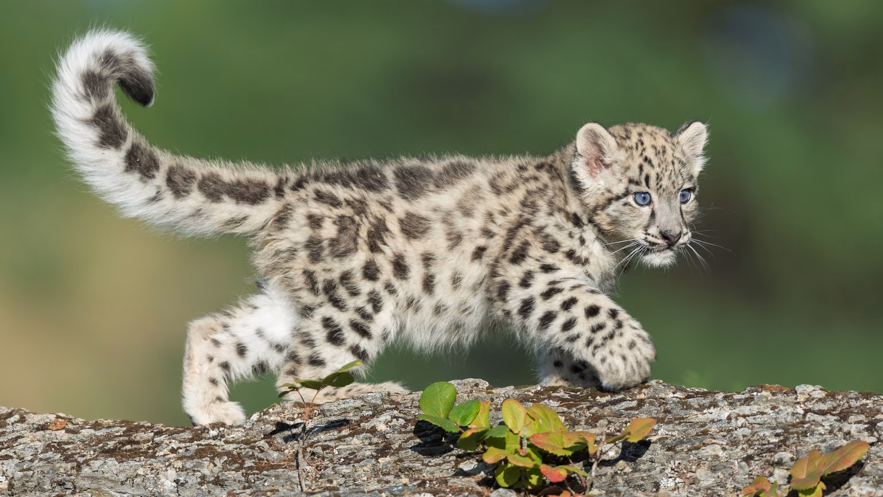 Snow Leopard - ranking option ranked #20