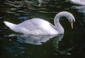 Swan — ranked #10