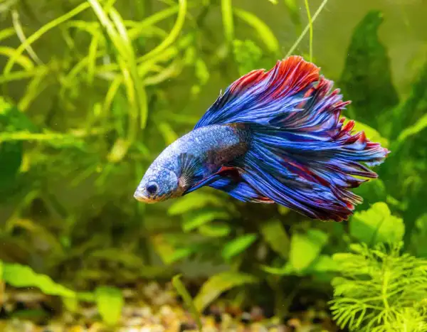 Tropical Fish - ranking option ranked #31