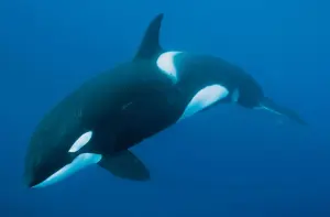 Whale — ranked #17