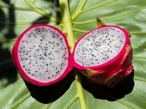 Dragon Fruit — ranked #16