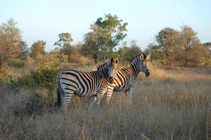 Kruger National Park — ranked #4