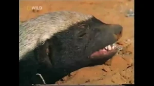 Crazy Nastyass Honey Badger — ranked #11