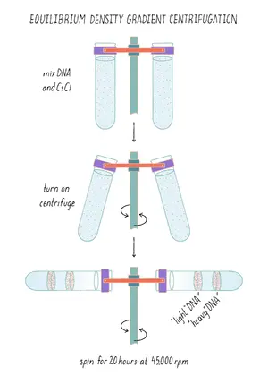 The Meselson-Stahl Experiment — ranked #9