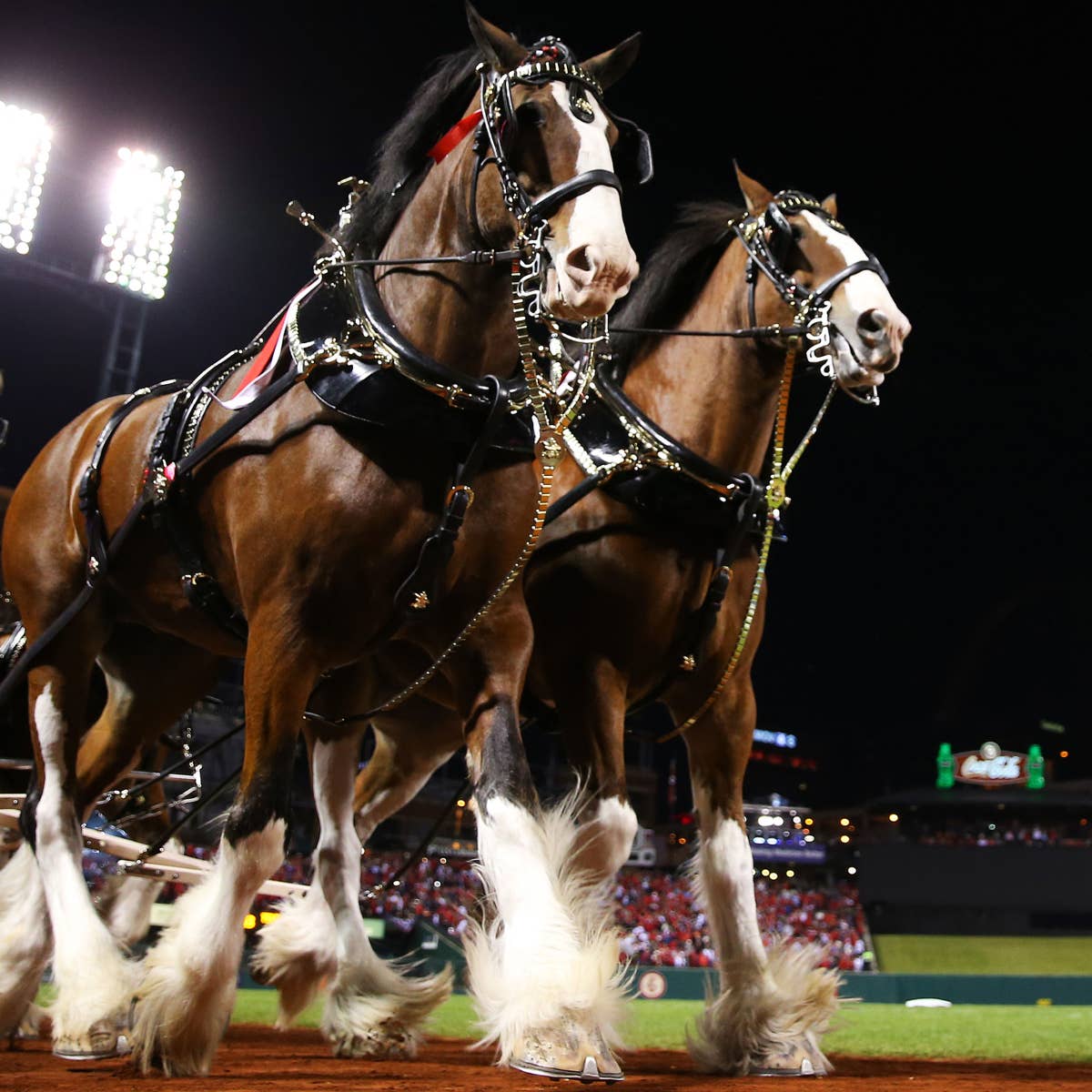 Budweiser Clydesdales — ranked #6