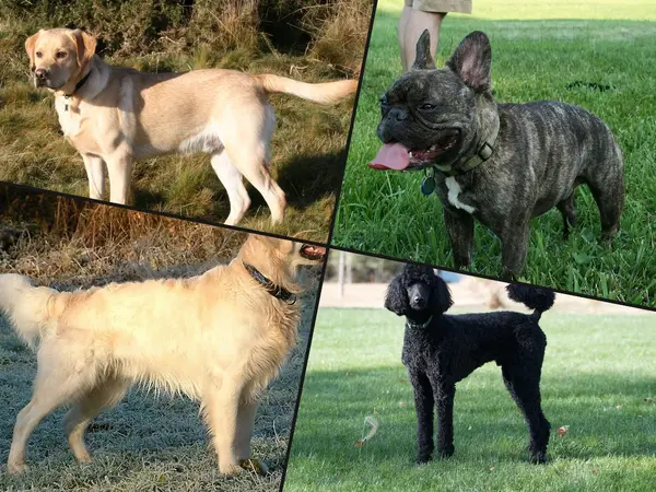 The 12 Best Dog Breeds of All Time