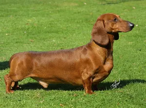 Dachshund — ranked #5