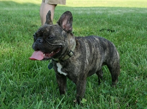 French Bulldog — ranked #8