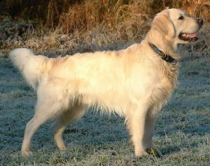 Golden Retriever — ranked #9