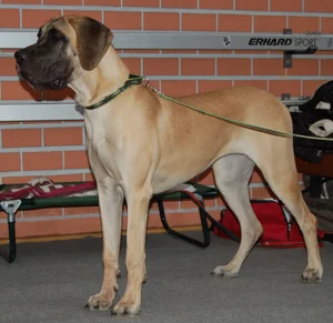Great Dane — ranked #12