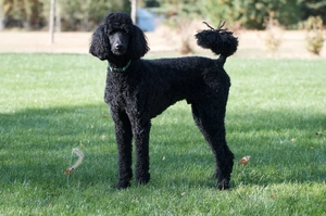 Poodle — ranked #7