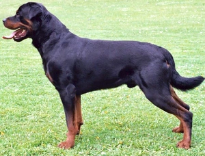 Rottweiler — ranked #4