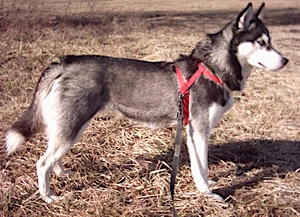 Siberian Husky — ranked #10