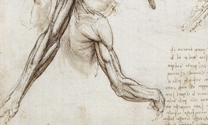 The Anatomy Studies — ranked #11