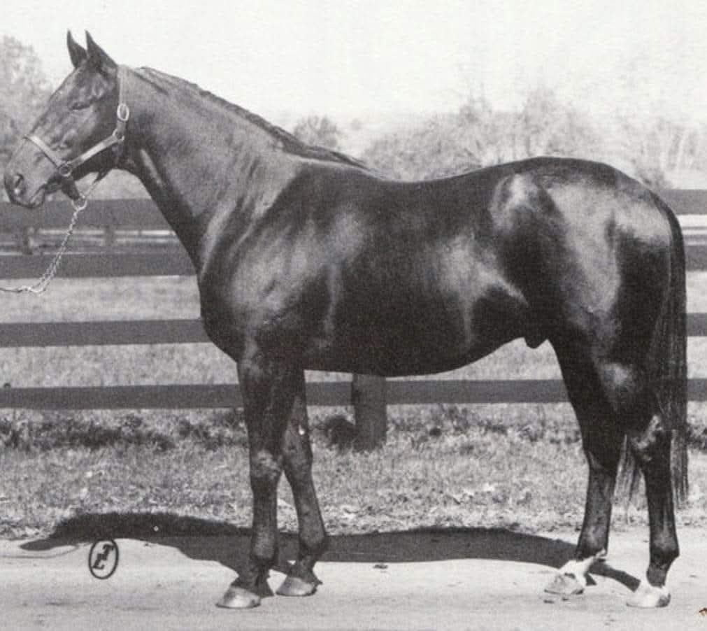 Bold Ruler — ranked #3