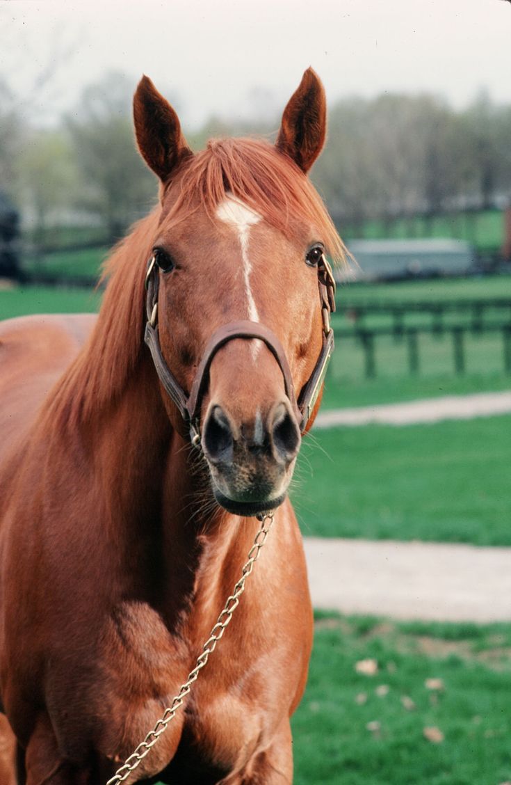 Secretariat — ranked #9