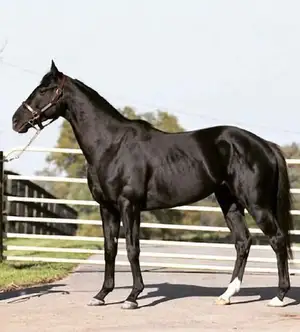 Sunday Silence — ranked #12