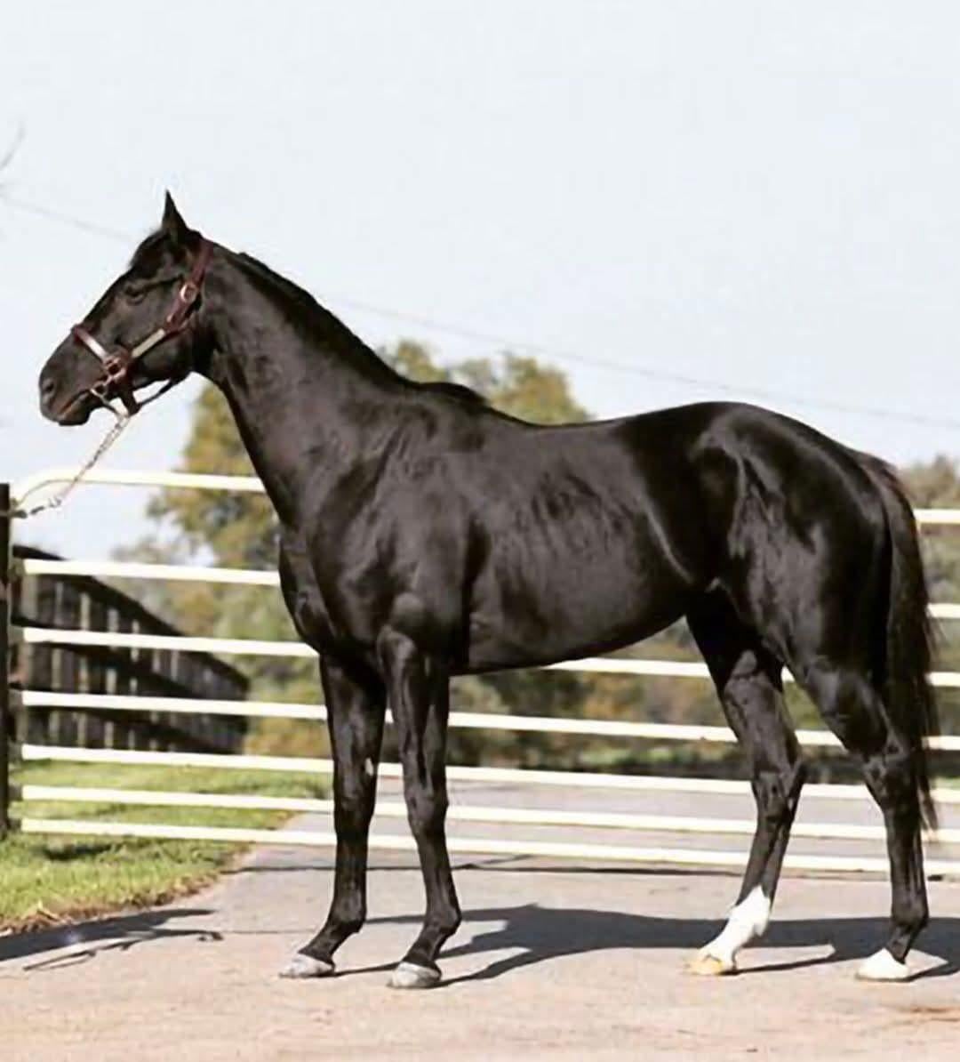 Sunday Silence — ranked #12