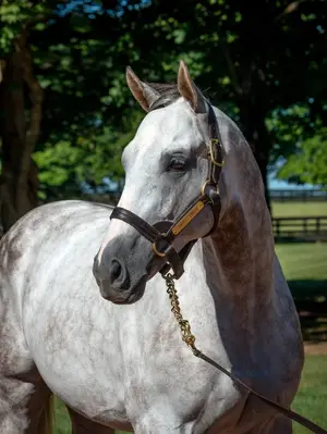 Tapit — ranked #13
