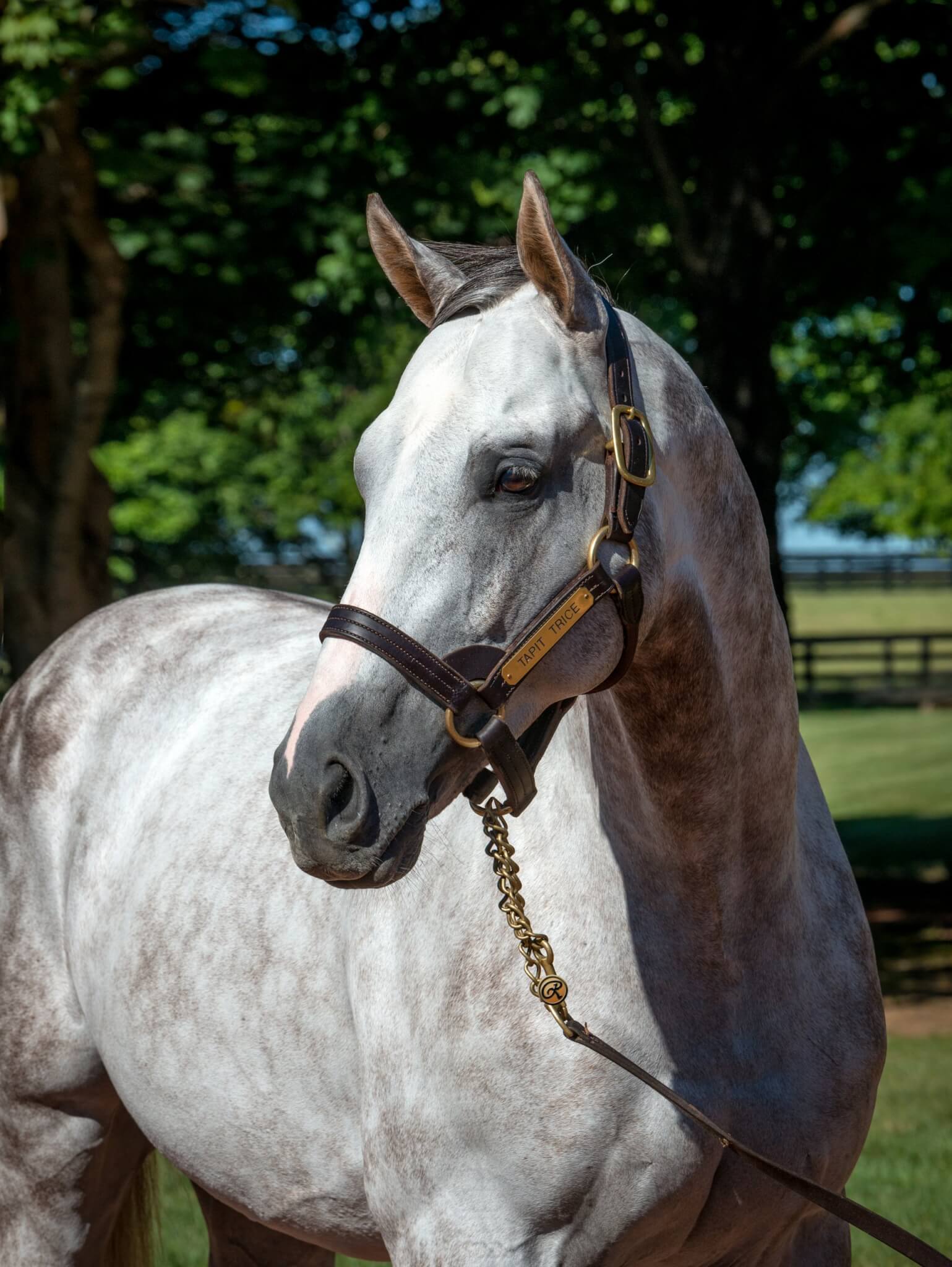 Tapit — ranked #13