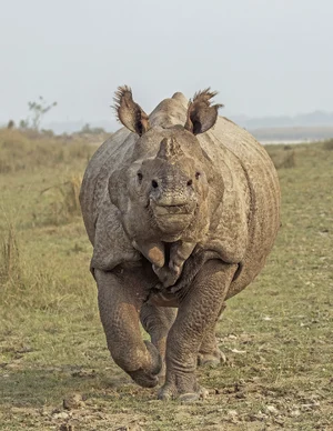 Rhinoceros — ranked #14