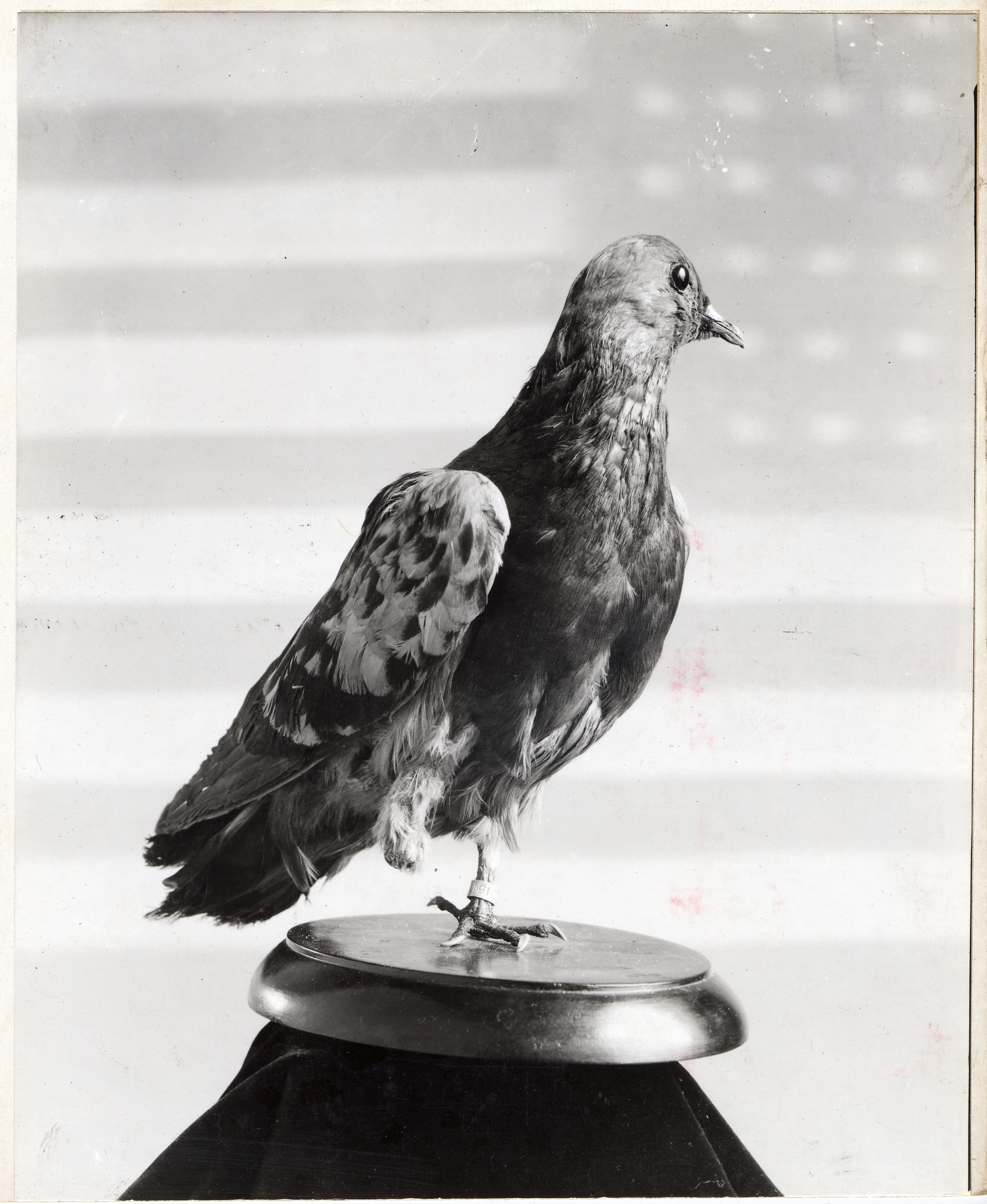 Cher Ami — ranked #8