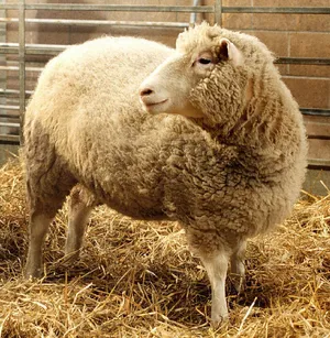 Dolly the sheep — ranked #9