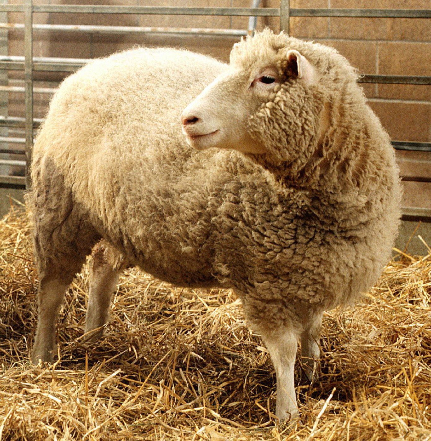 Dolly the sheep — ranked #9
